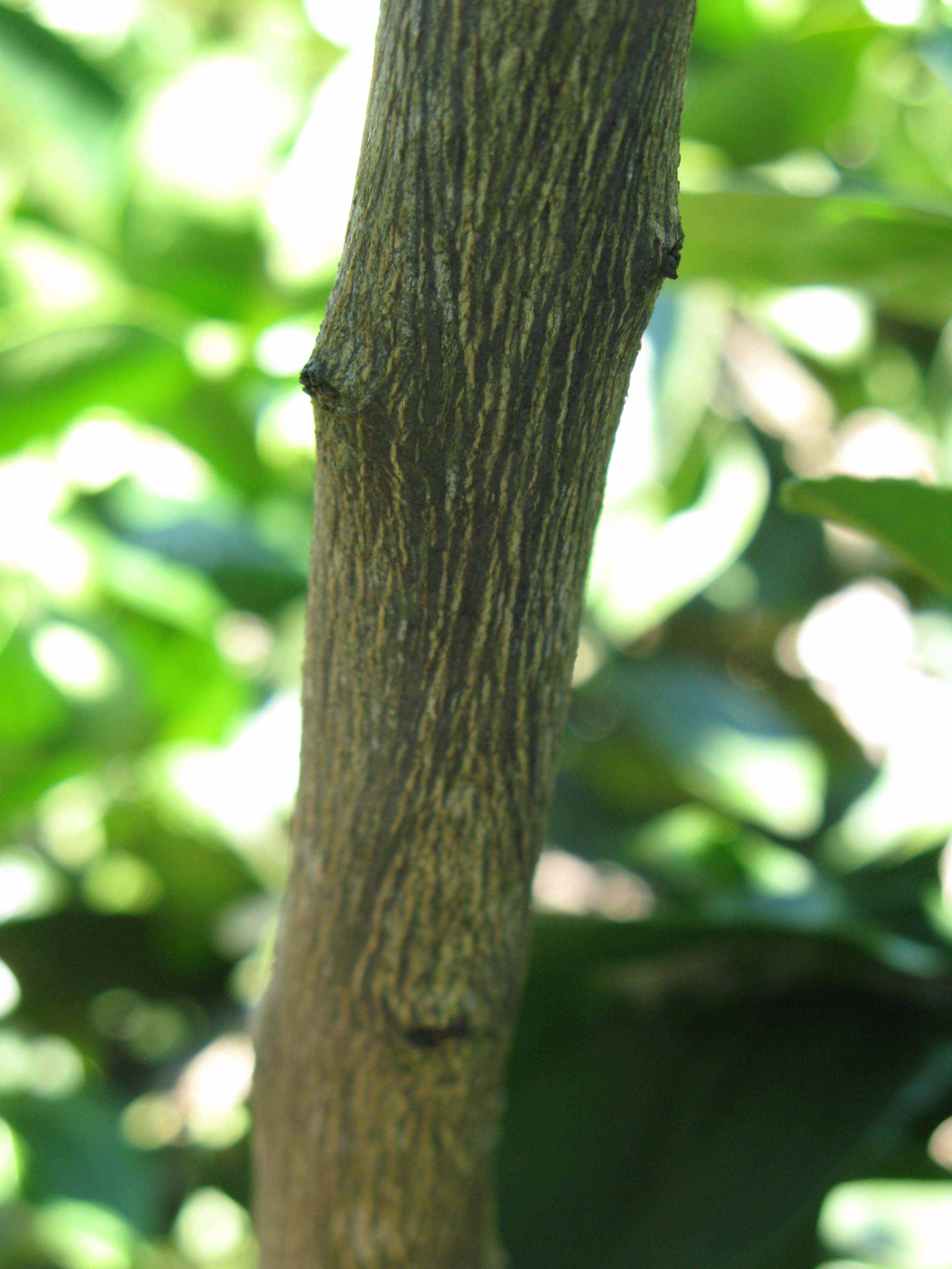              Second - third year twig (Winter Haven, FL)       